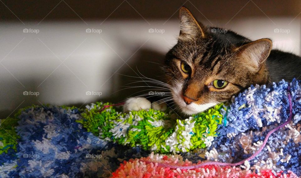 Kitten looking at camera