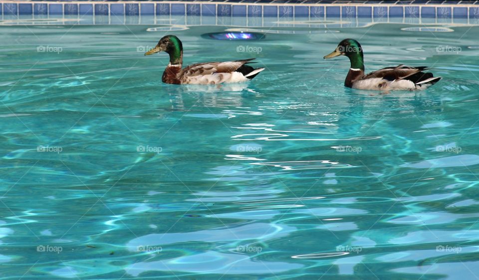 going for a dip in the pool.  two mallards.