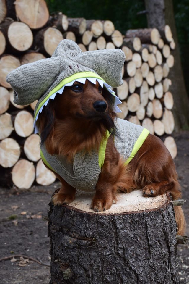Shark 