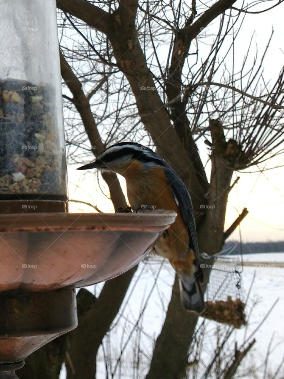 Nuthatch at bird feeder