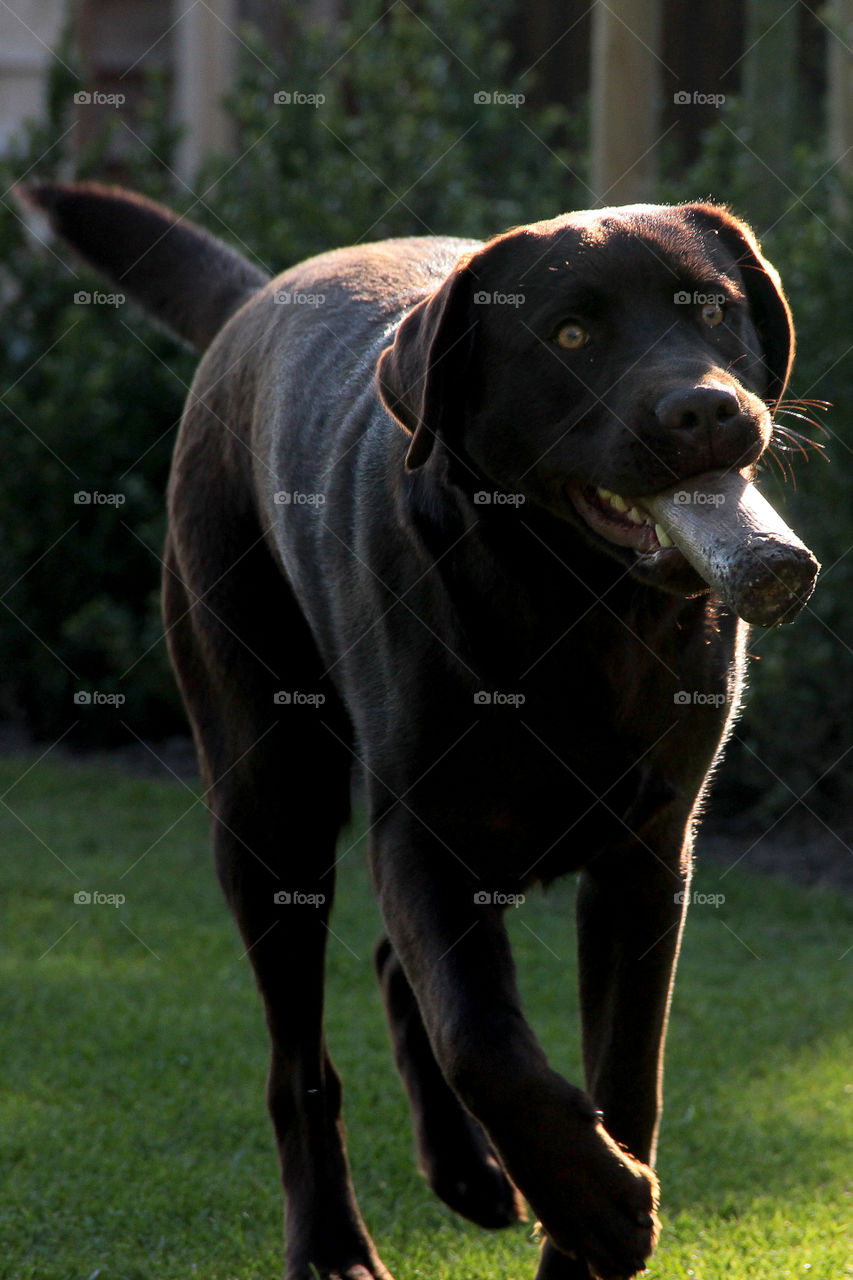 Dog playing catch and looks like he is happy and smoking a sigar...