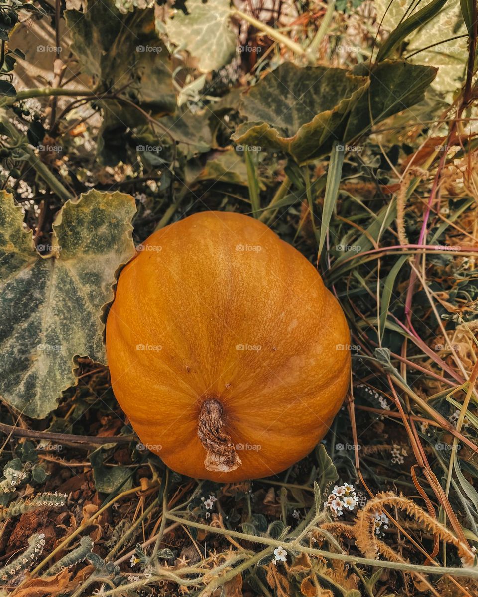 Orange pumpkin in the garden around wild flowers 