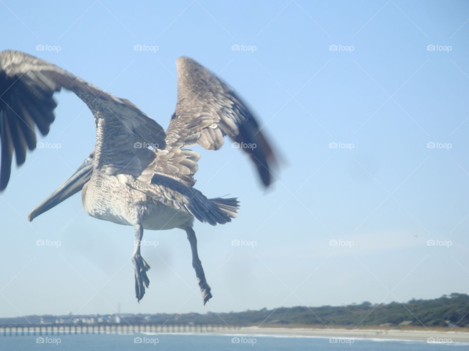 pelican escape