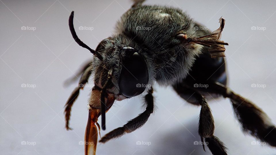 Saddest Bee who realised that he can't fly anymore ! bee who lost one of his wings, disabled insects