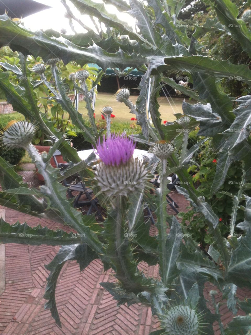 Thistle time