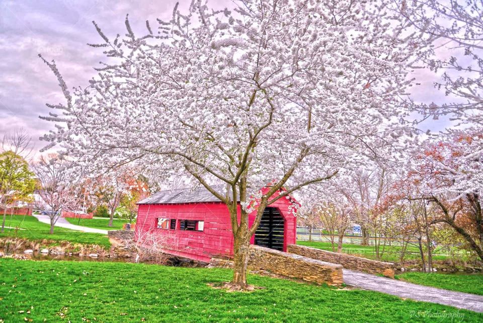 Cherry blossoms covered bridge. Beautiful pink cherry blossoms surround this adorable red covered bridge in historic Frederick Maryland