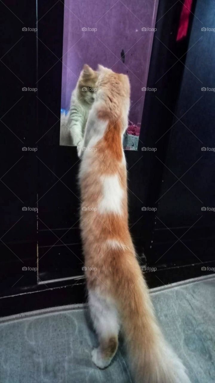 Mirror Cat