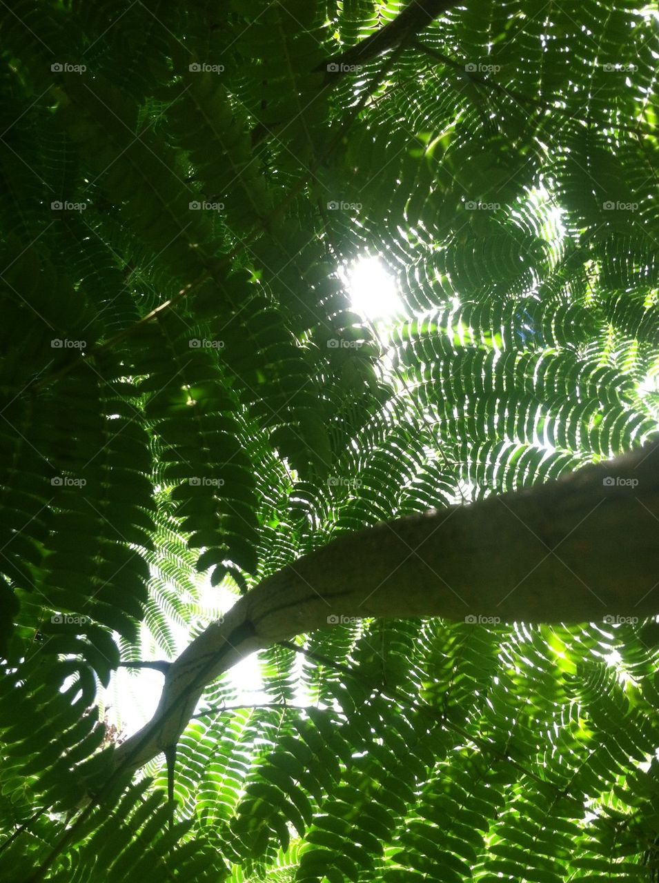 Light through the leaves