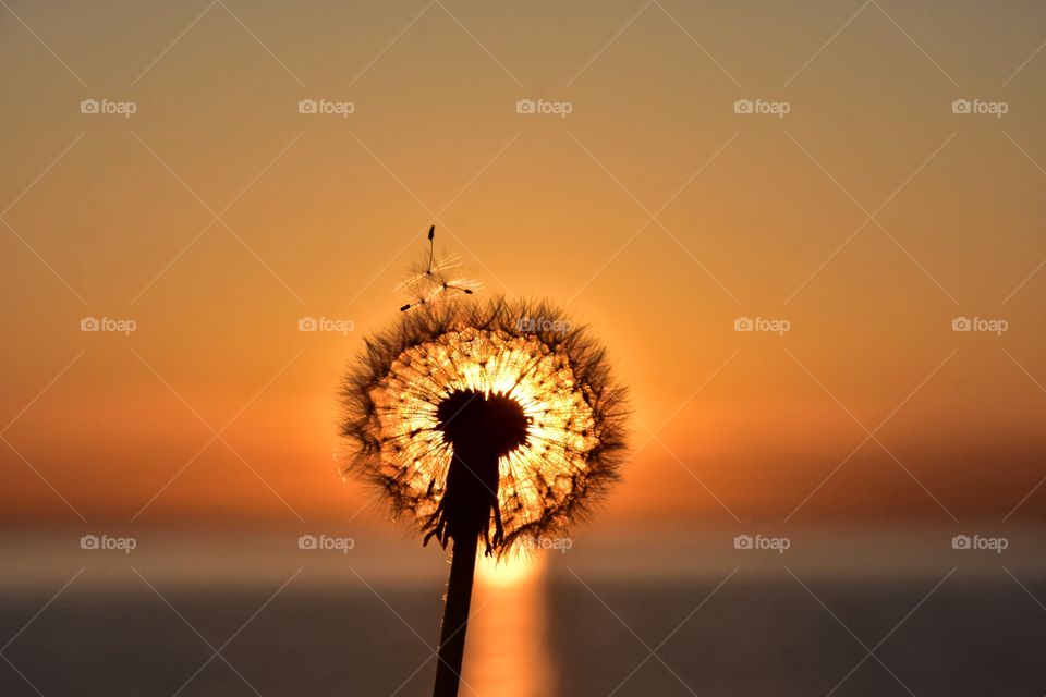 fluffy dandelion on sunrise background