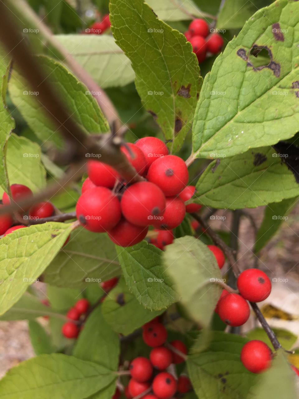 Closeup of tree berries
