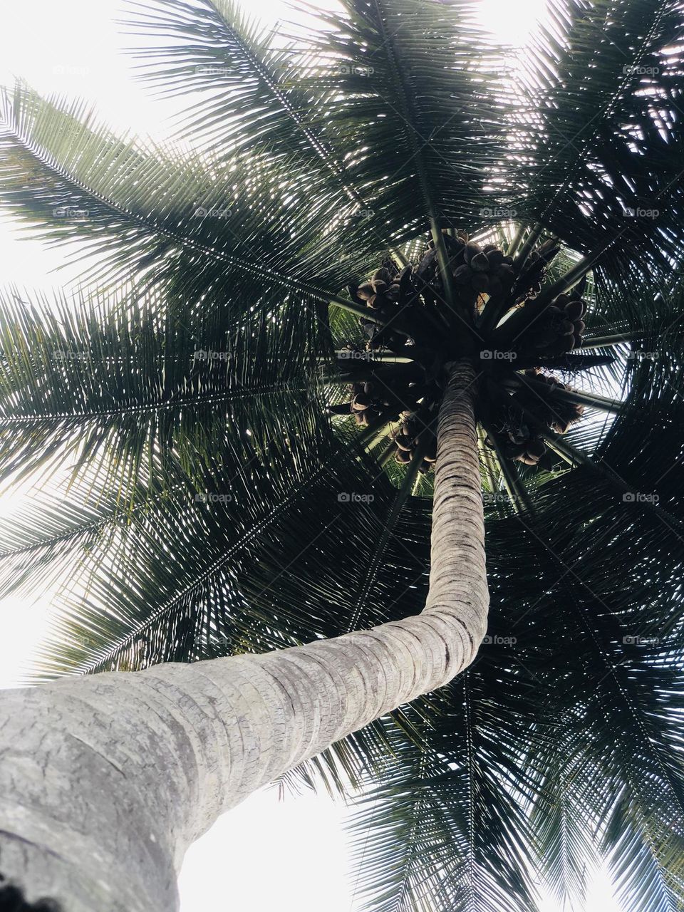 Coconut Tree