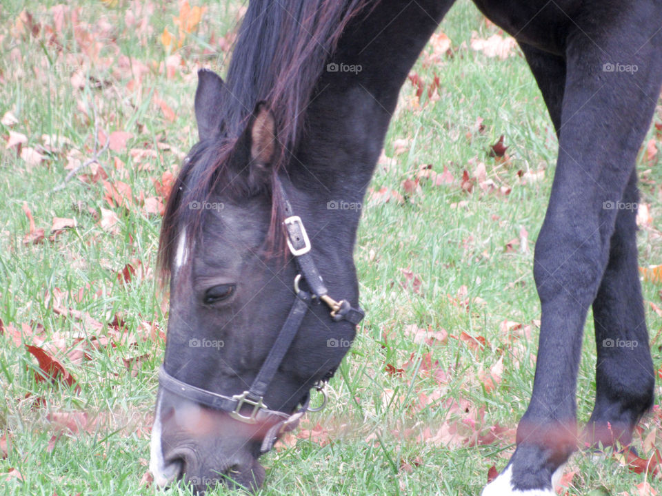 black horse in bridle eating grass in autumn