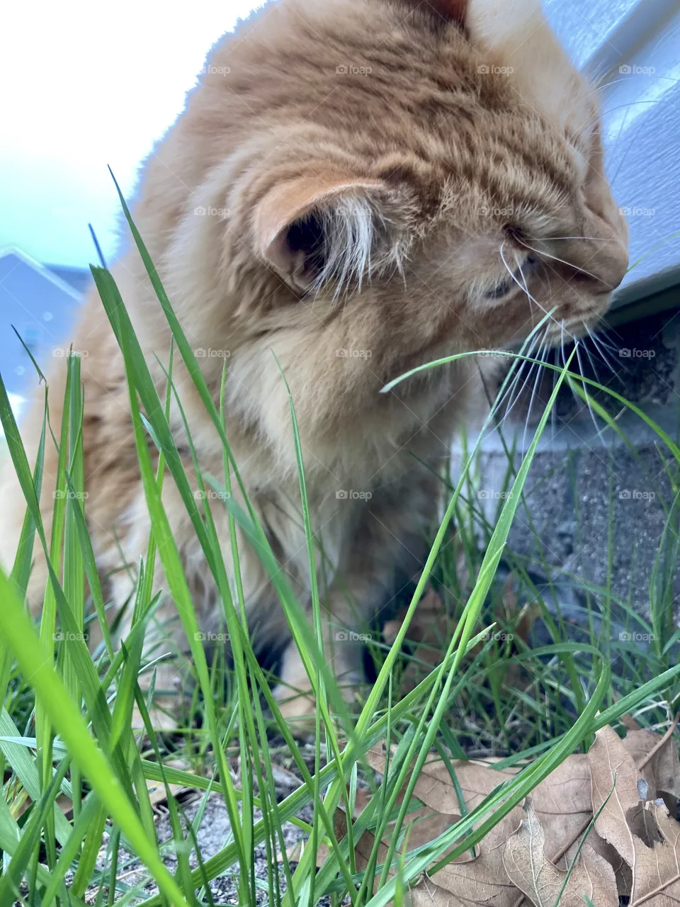 Cat getting ready to eat grass from lawn