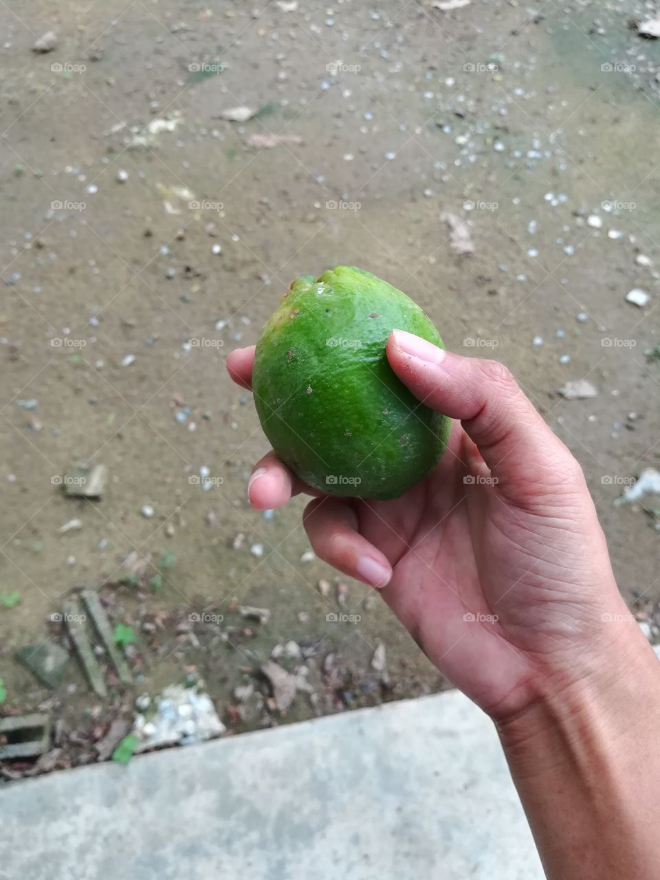 Lime in human hand. fresh organic citrus fruit.