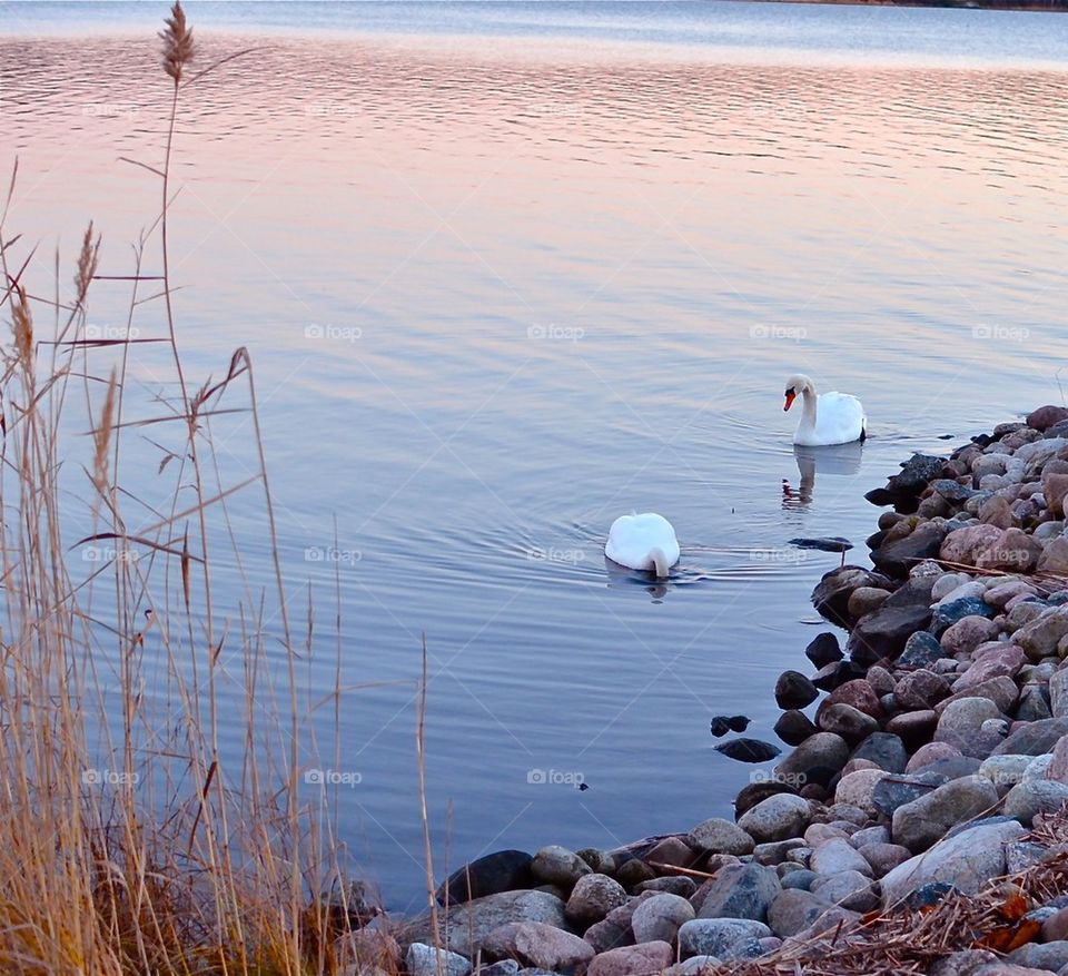 Swans in the sea
