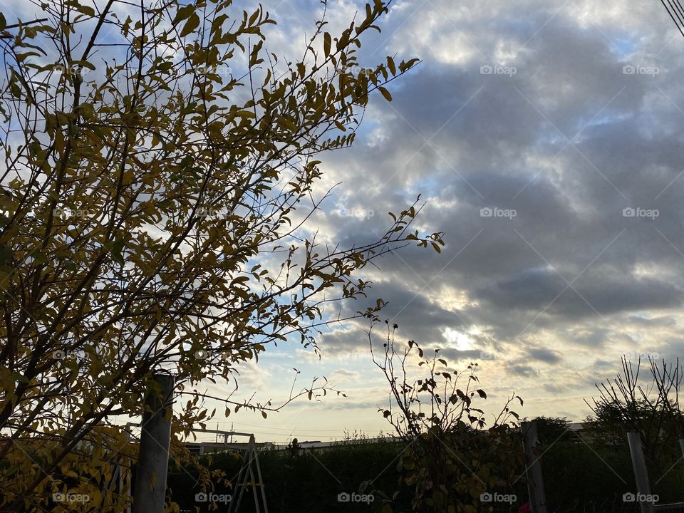 Autumn tree blue sky