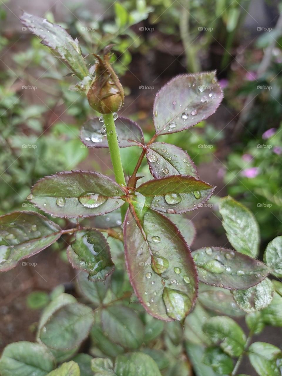 monsoon season started here and I see more rain drops which I can't resist