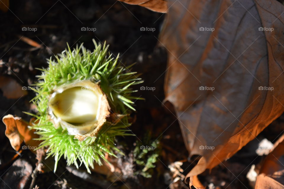 High angle view of plant