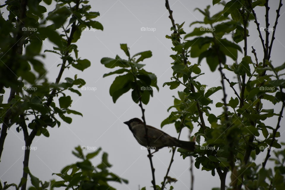 bird in pussy willow tree rainy day