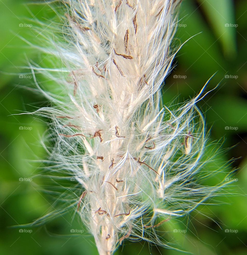 weed flowers