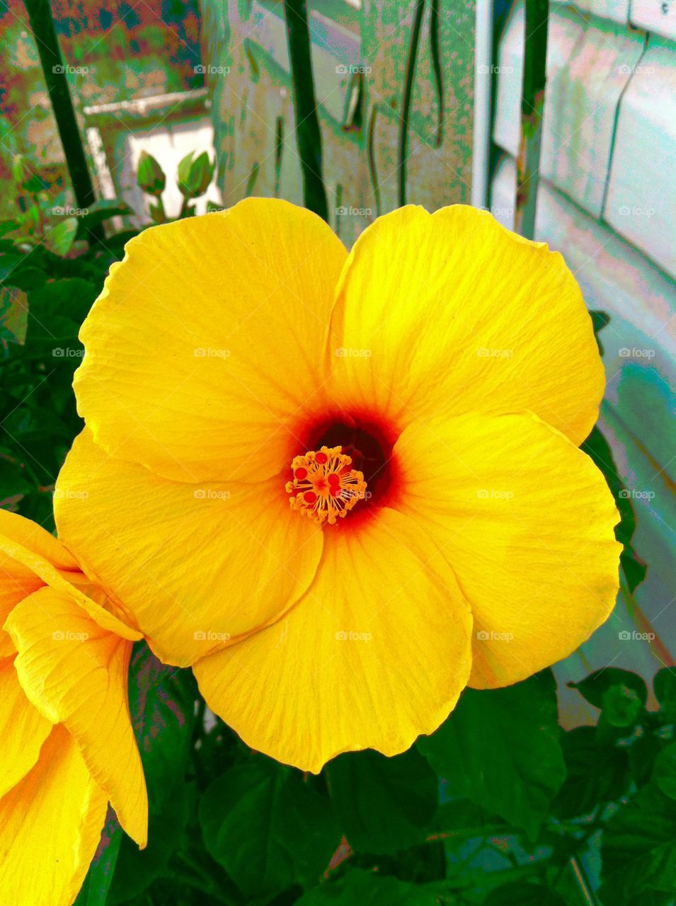Beautifully Bright Five Peddled Yellow Flower
