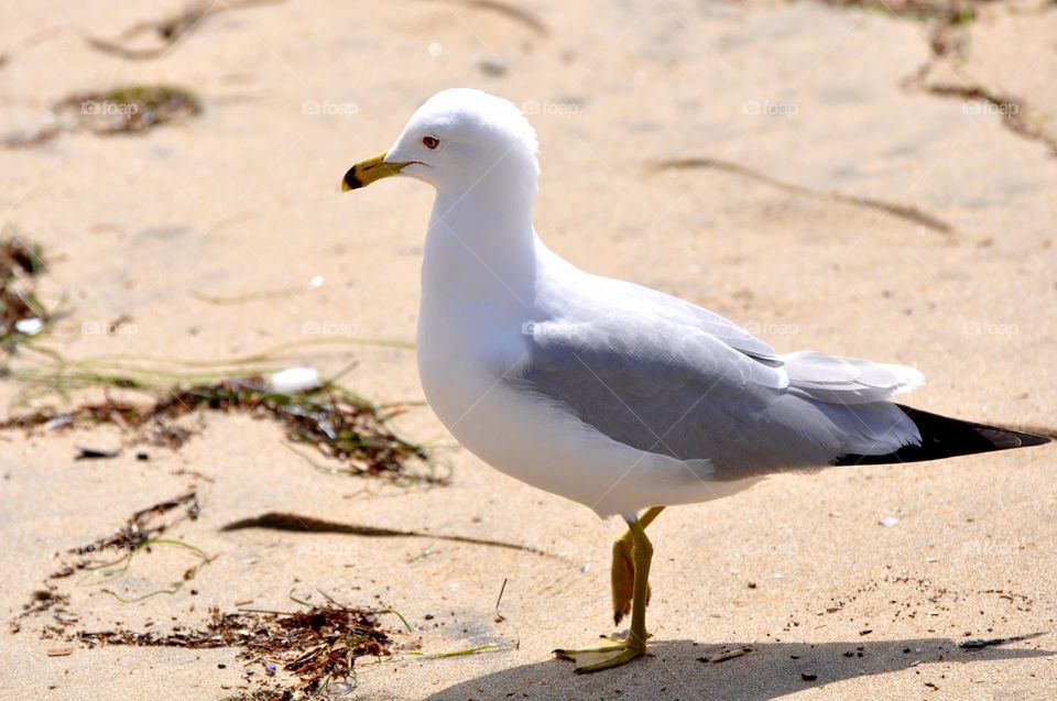 Seagull