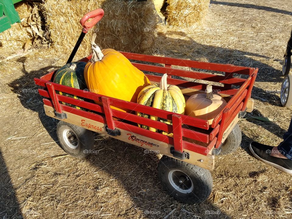 Happy Halloween Pumpkins in Red Wagon