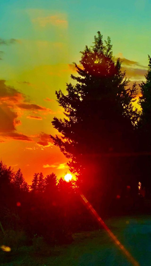 Trees around us - November 2020 on the road Cyprus