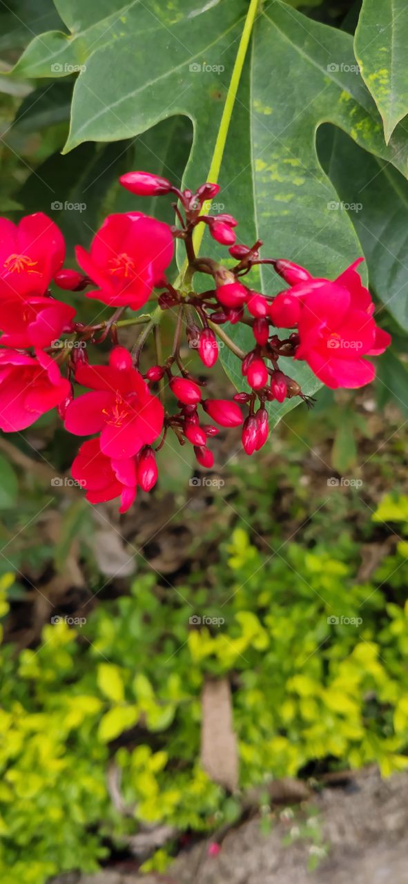 Green plants are always represents freshness and prosperity which motivate us to live happily