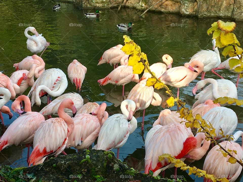 Flamingo, Parc de la Tête d’Or, Lyon, France 