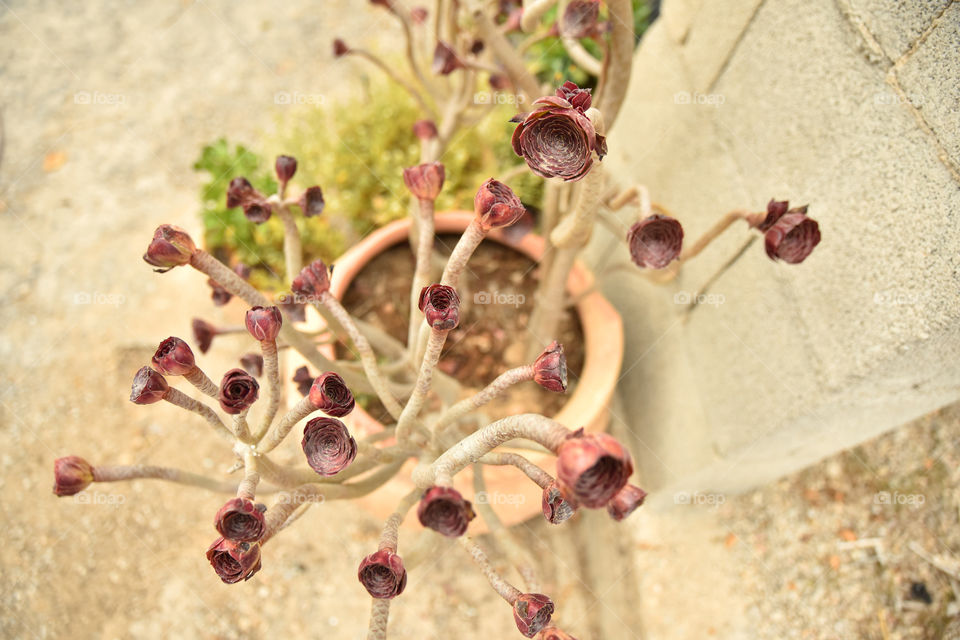 Cactus plant growing in pot