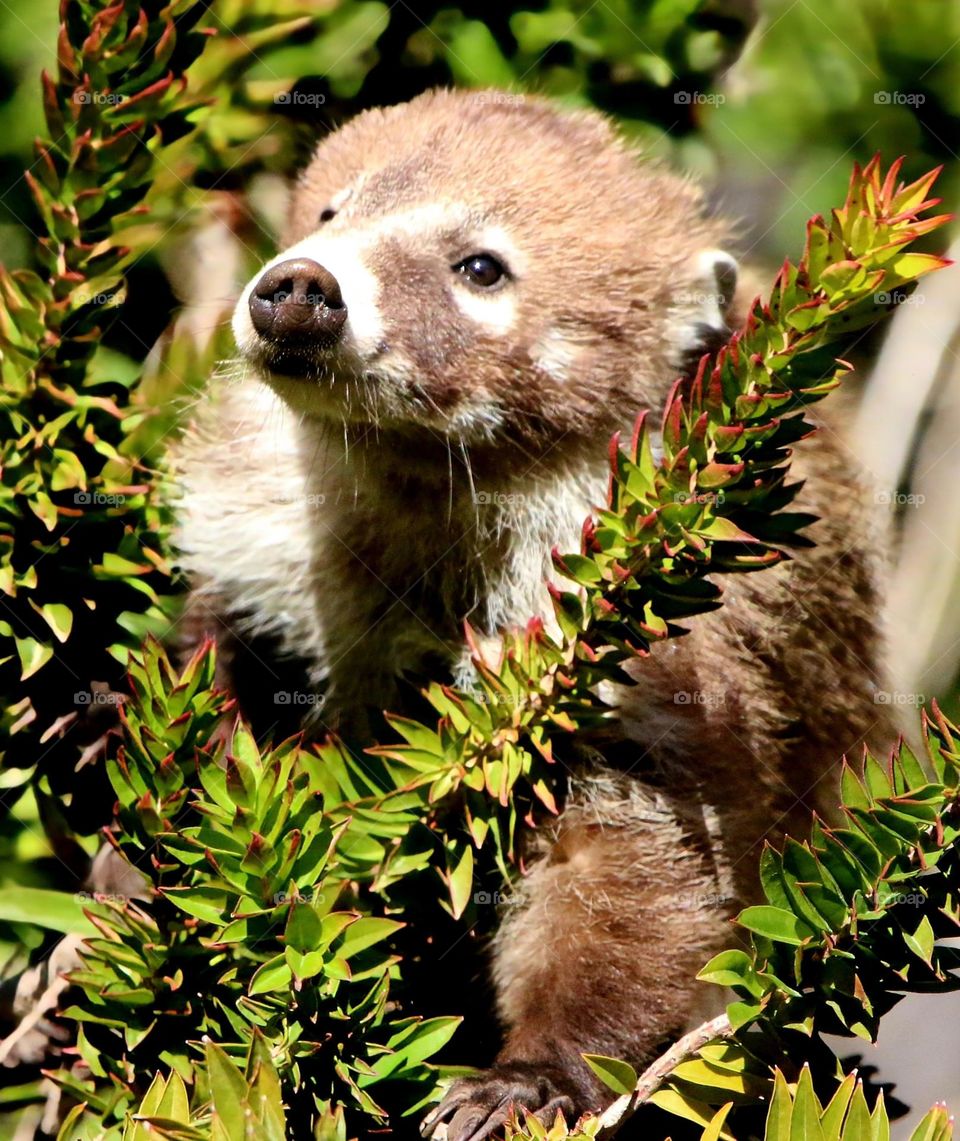Coatimundi Sitting in a Tree
