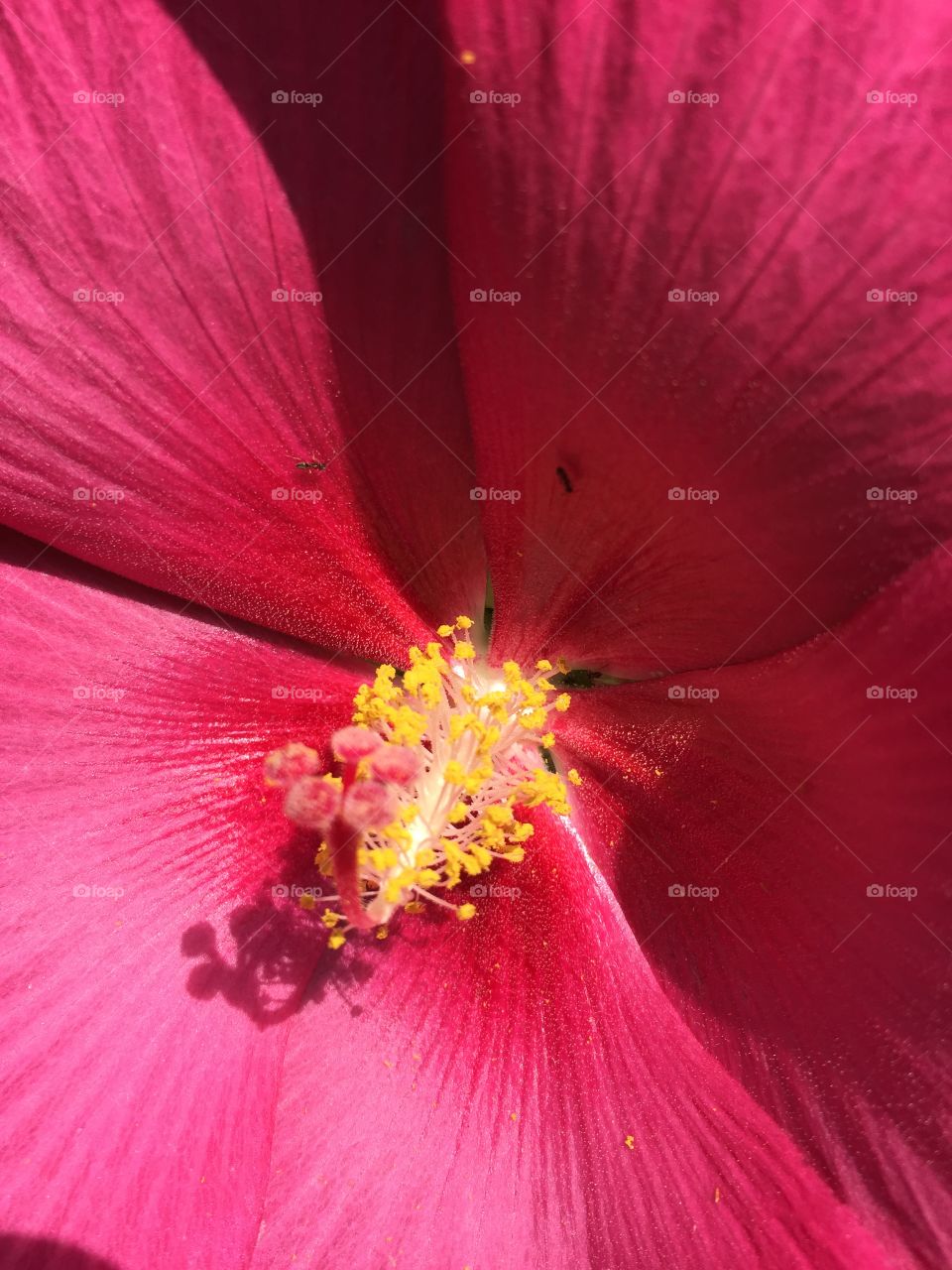 Pink flower close-up