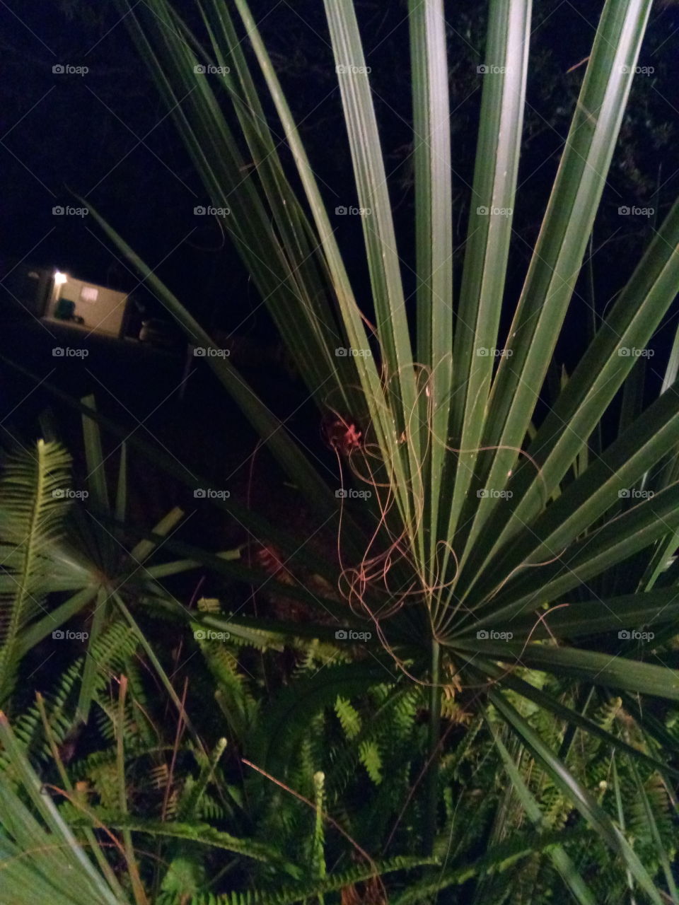 palms at night