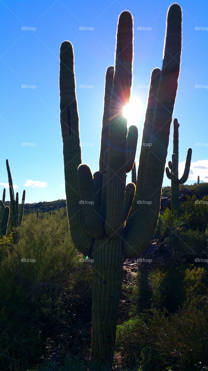Saguaro Cactus in the Sun