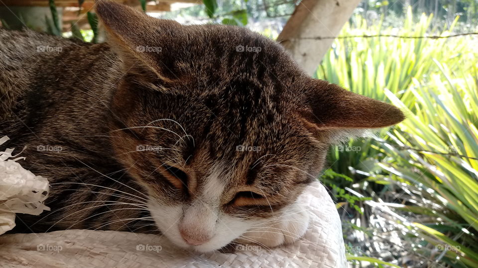 GREY ကြောင်, CAT အိပ်ပျော်နေသော, သူ၏ငြိမ်းချမ်းရေးထဲမှာကြောင်။