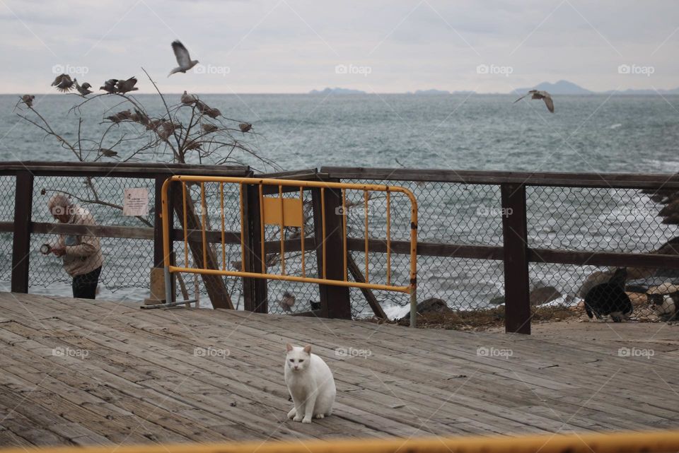 The cat and the sea