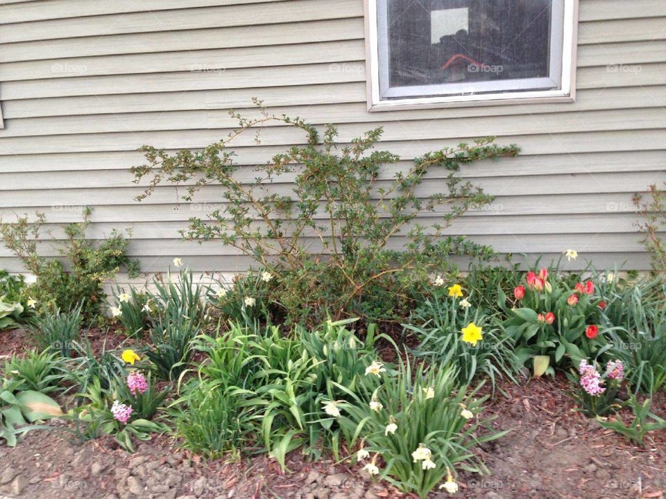 spring flowers 2017 Michigan