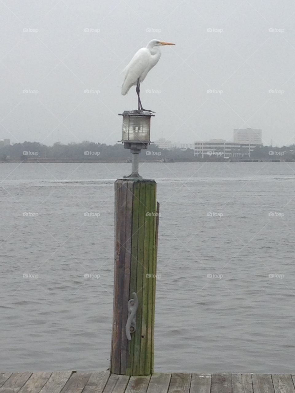 White Crane in Jacksonville Florida. White crane standing on a pier post in Jacksonville Florida