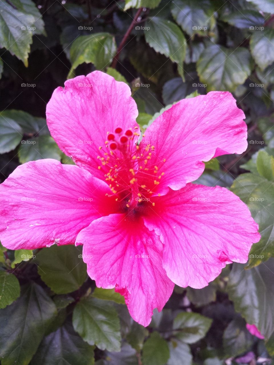 hibiscus