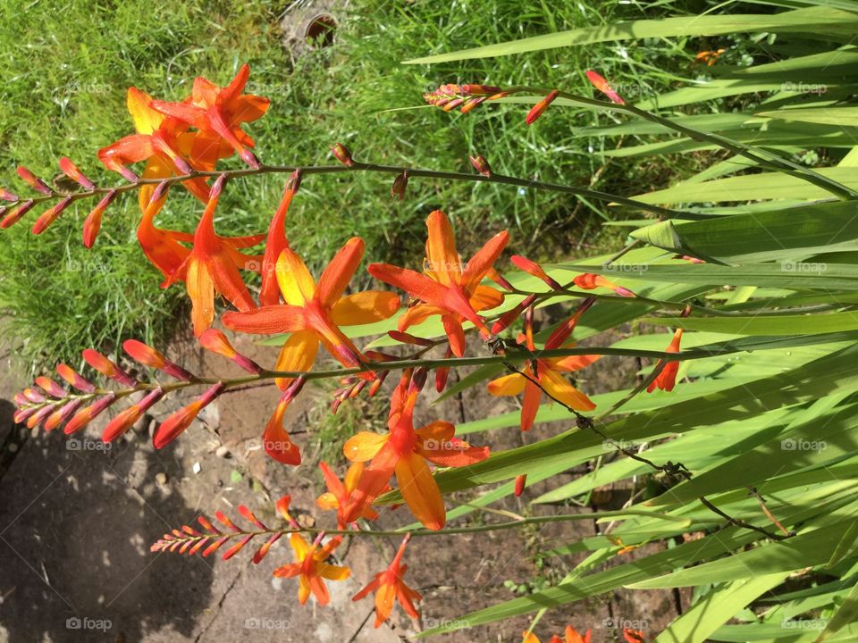 Garden. Plants