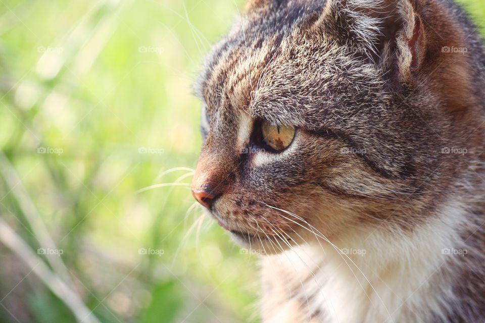 Eye of the stray cat is like the eye of the tiger!