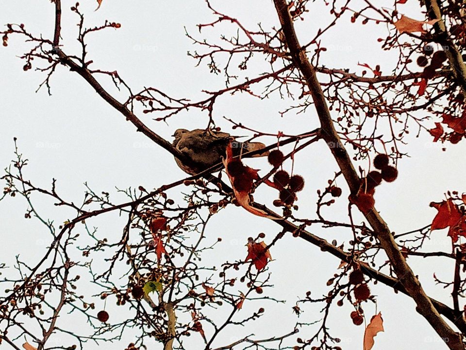 Dove on a tree