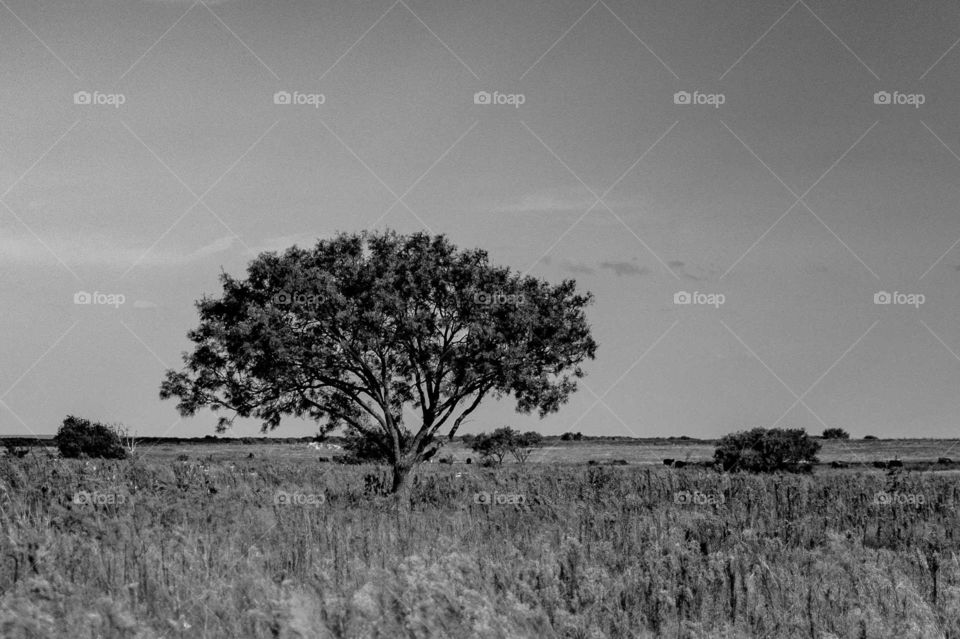 Texas prairie in black and white