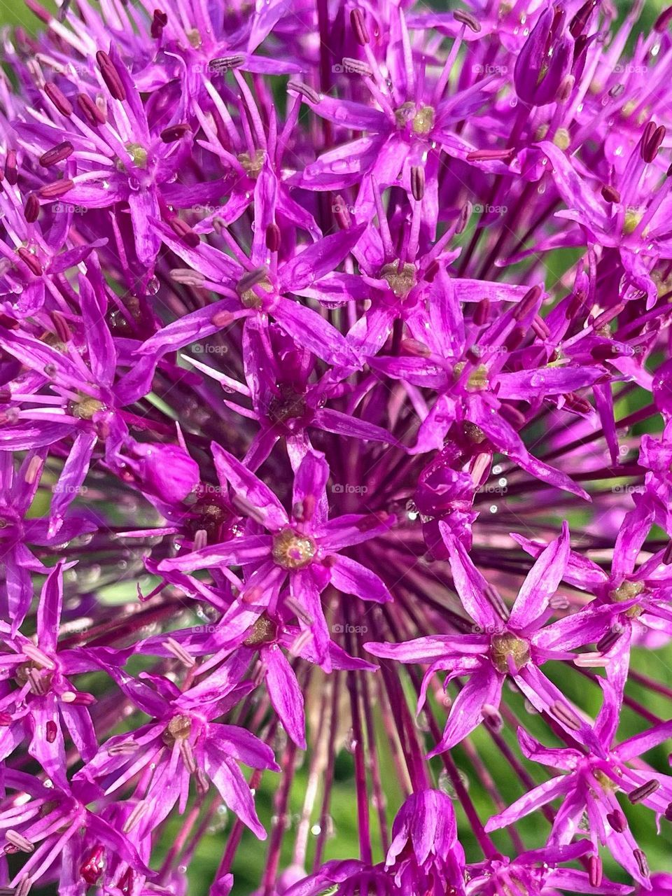 Allium Closeup