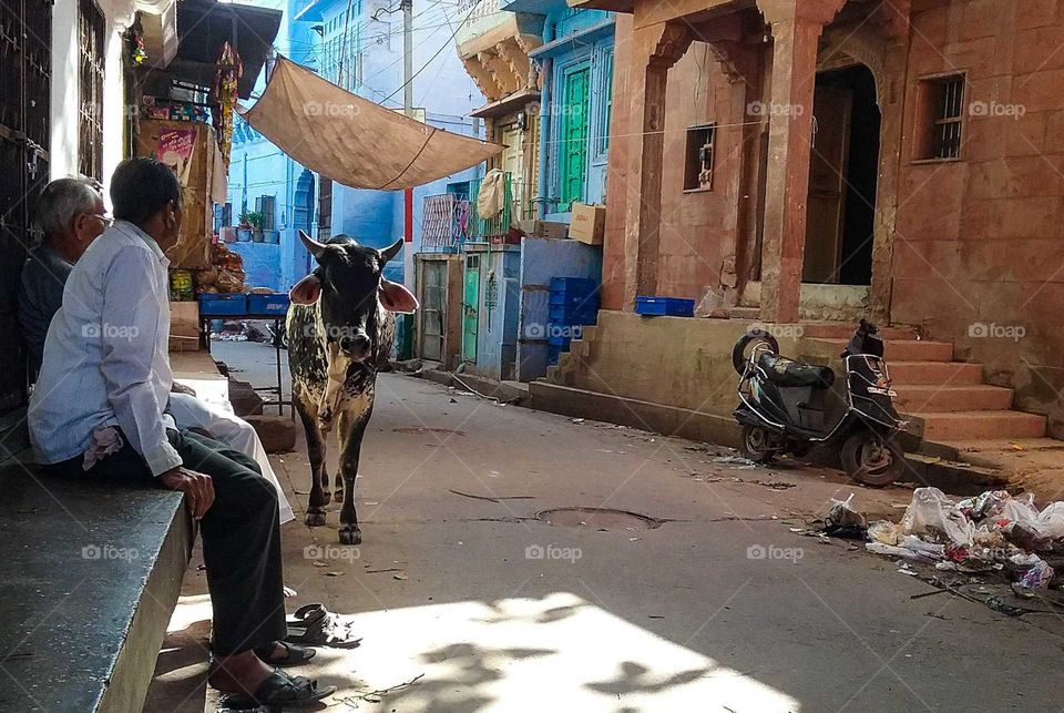 Cow in the street