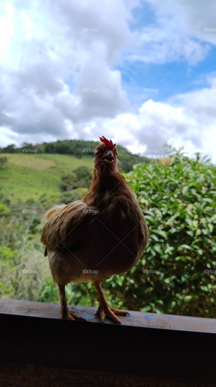 chicken in sight
