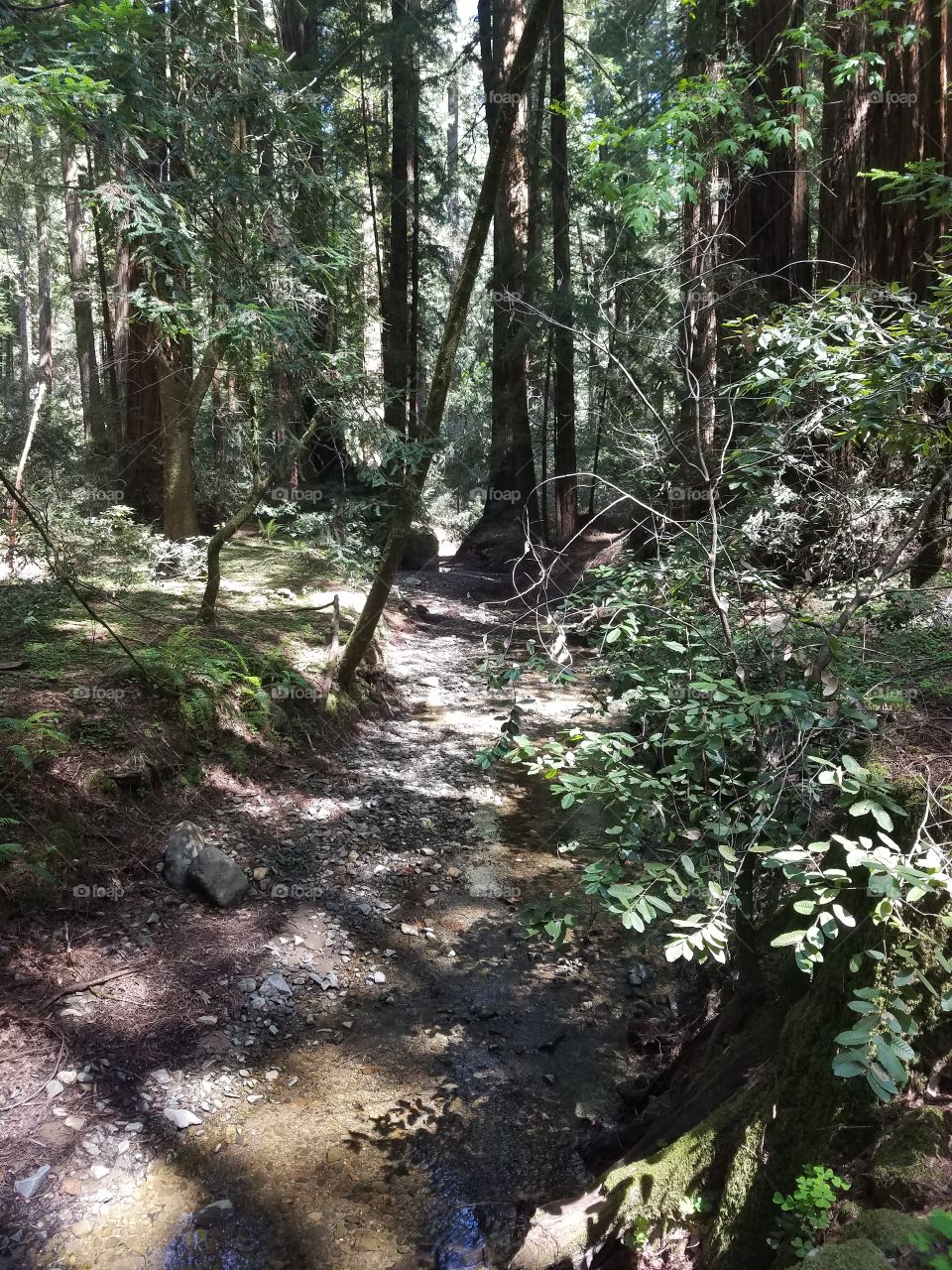 a quiet stream trickles through the giant redwood forest