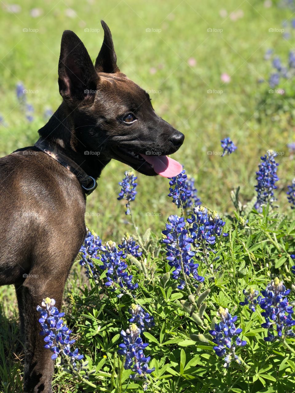 Dog in a field of bluebonnet flowers in Austin, Texas