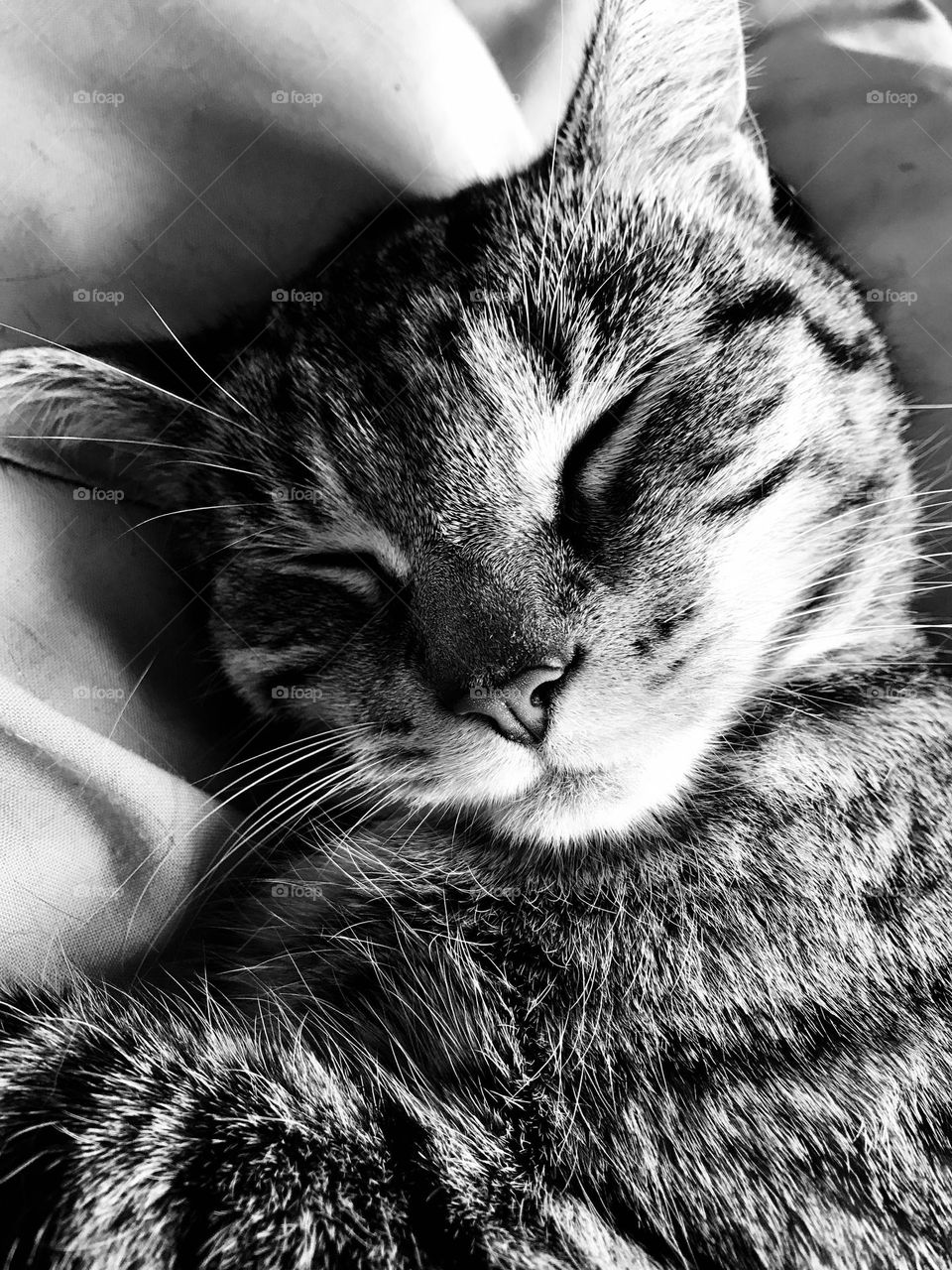 Sleeping mackerel tabby cat Snuggled up kitty napping. Close-up black and white photo of cat 